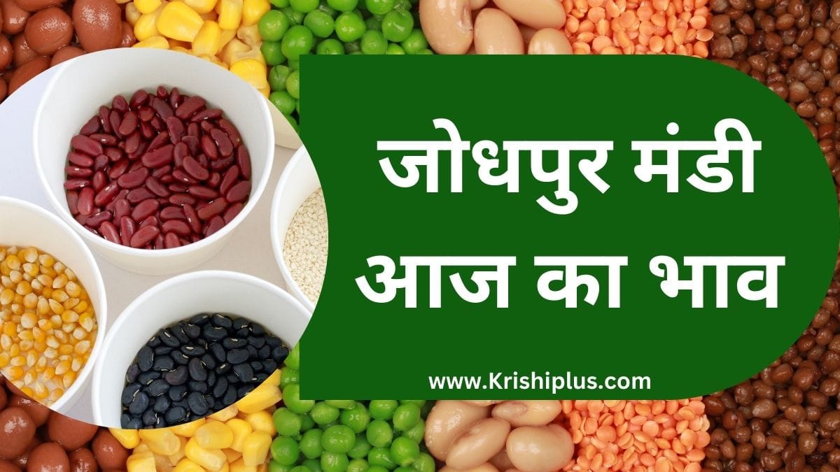 जोधपुर मंडी भाव