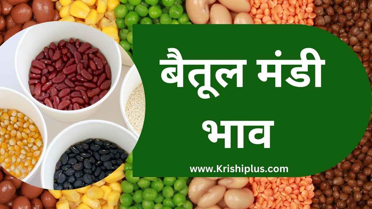 बैतूल मंडी भाव