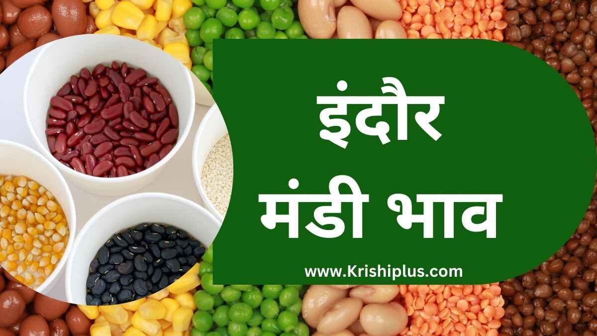 इंदौर मंडी भाव