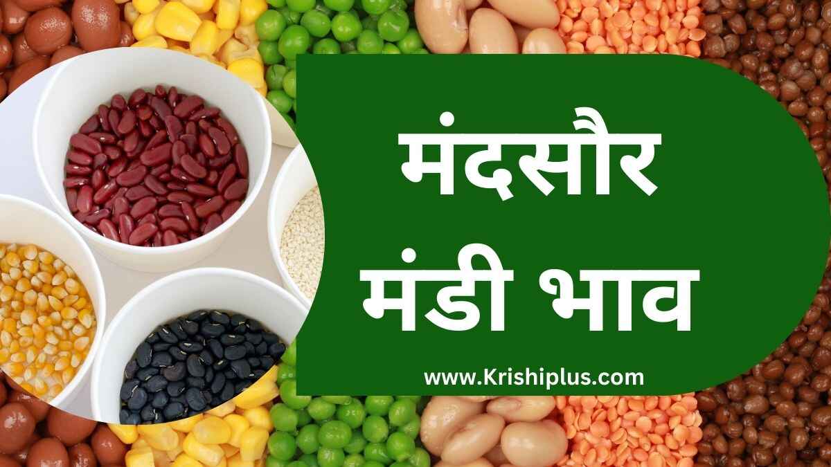 Mandsaur Mandi Bhav