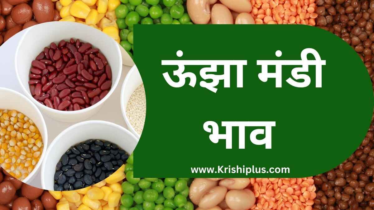 आज के ऊंझा मंडी भाव