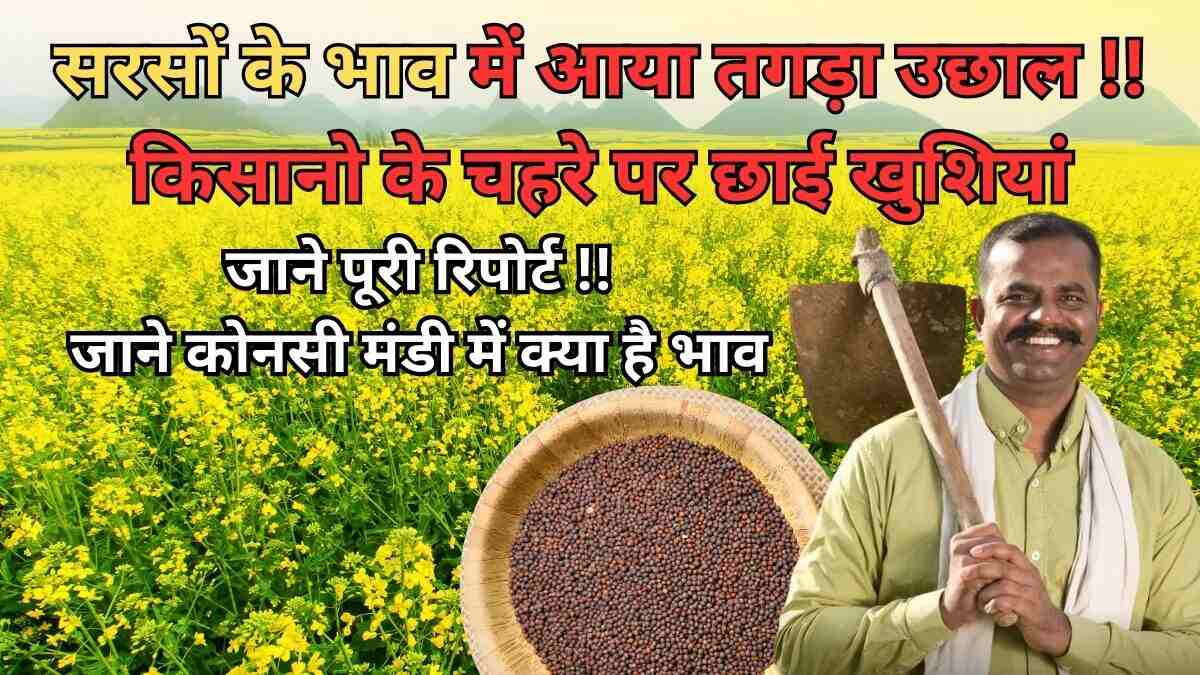 सरसों के भाव