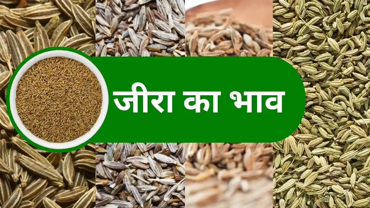 Jeera Ka Bhav