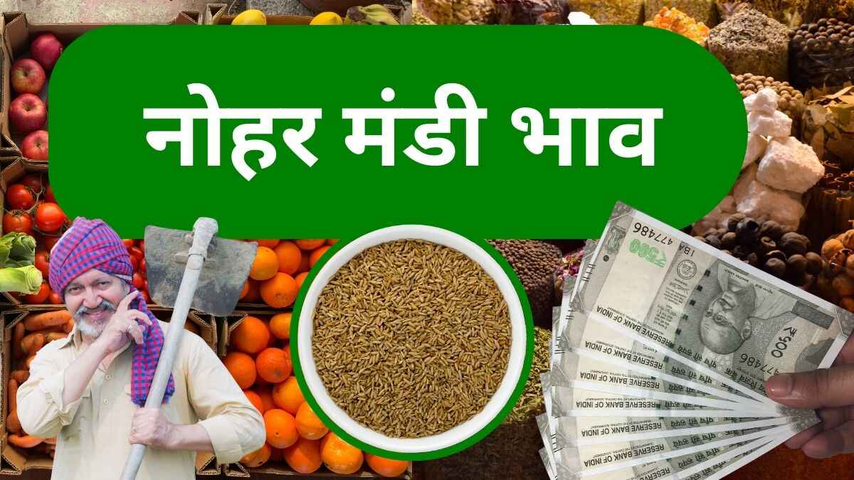 नोहर मंडी भाव