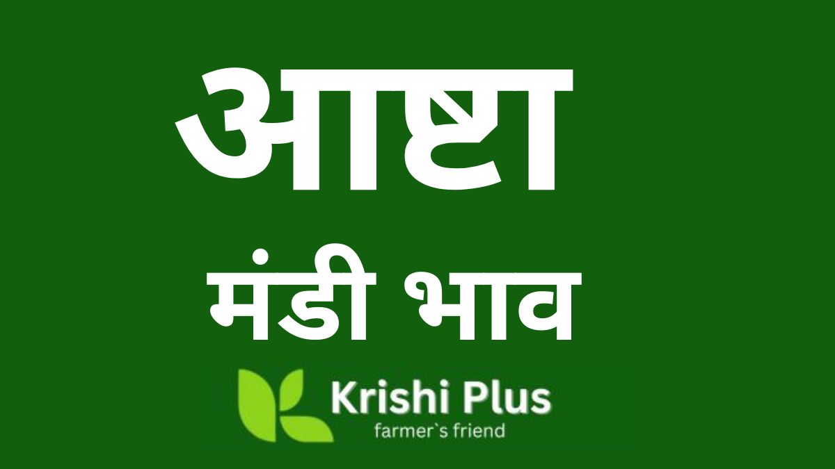 Ashta Mandi Bhav Today