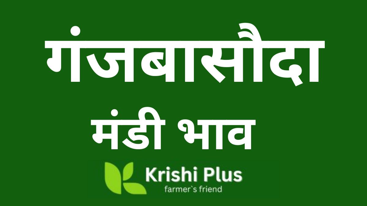 Ganjbasoda Mandi Bhav Today