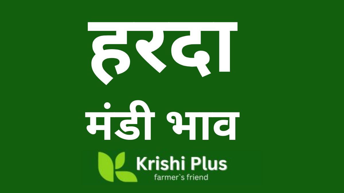 Harda Mandi Bhav Today