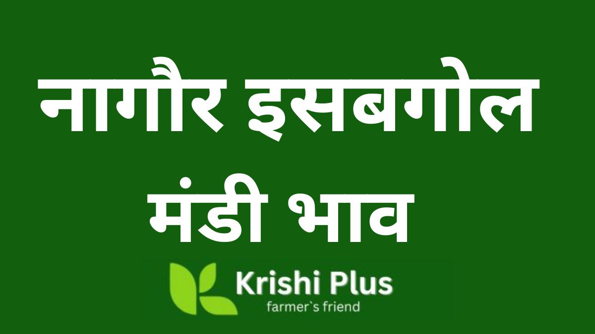 नागौर मंडी आज का भाव इसबगोल