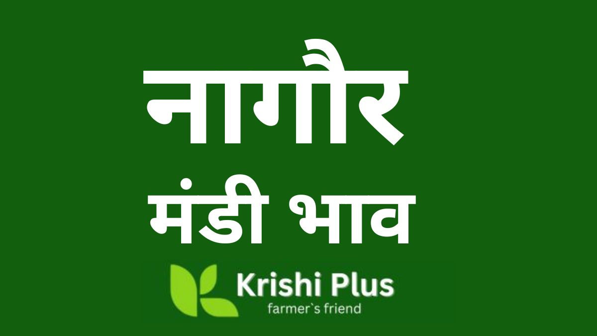 Nagaur Mandi Aaj Ka Bhav