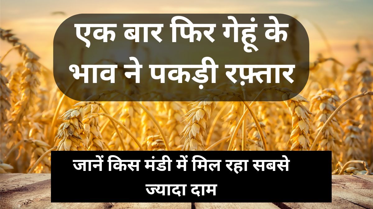 एक बार फिर गेहूं के भाव ने पकड़ी रफ़्तार