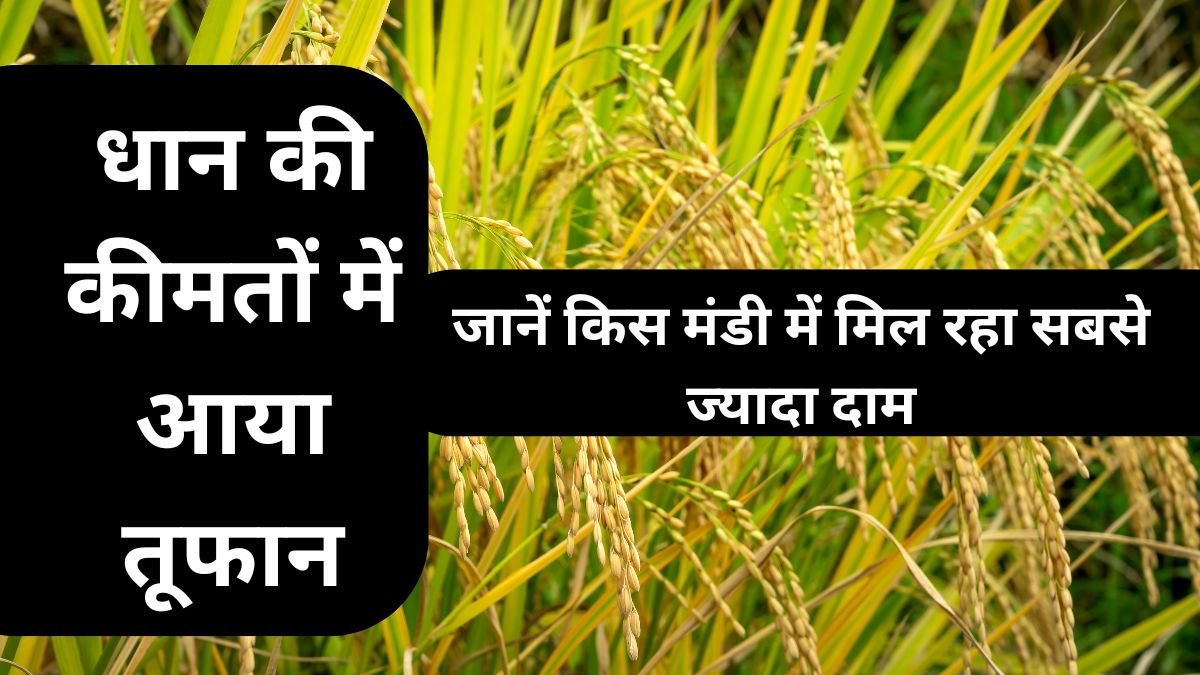 धान की कीमतों में आया तूफान