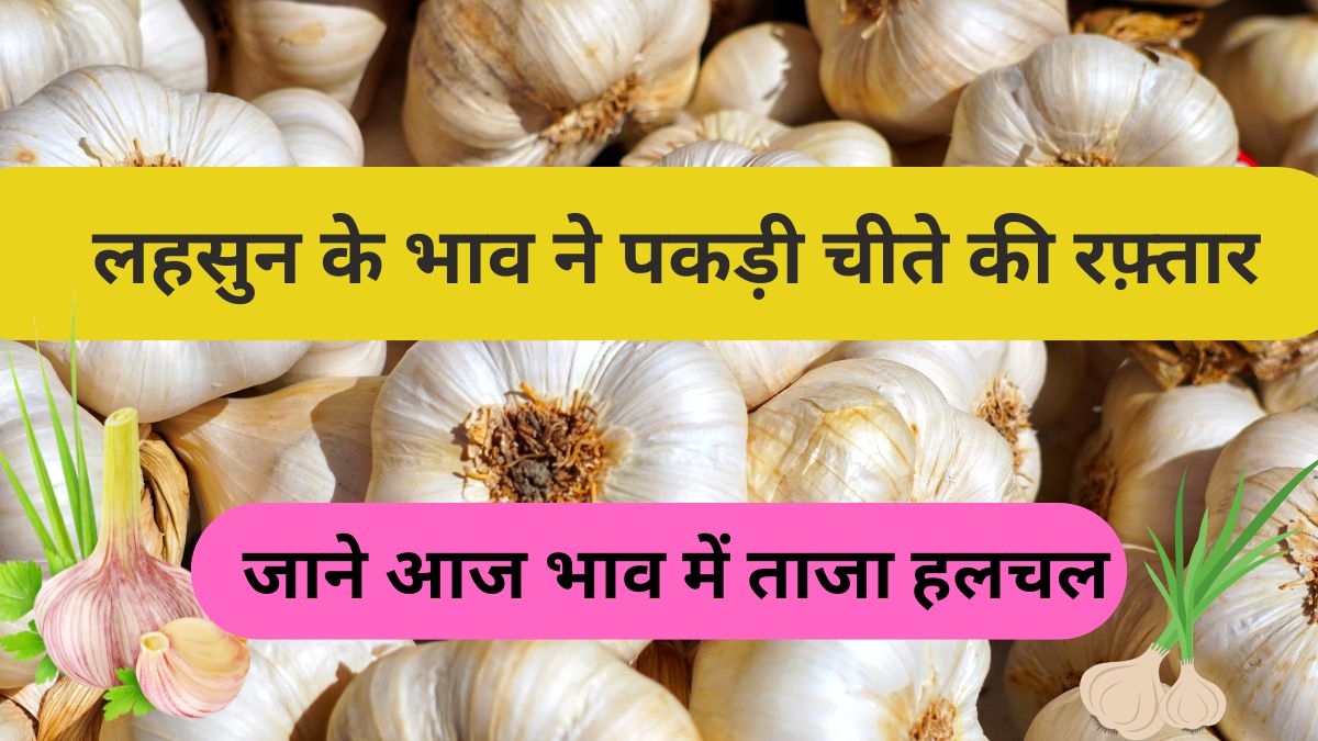 लहसुन के भाव ने पकड़ी चीते की रफ़्तार