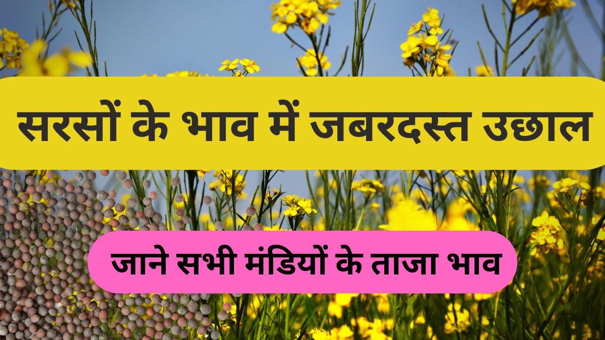 सरसों के भाव में जबरदस्त उछाल