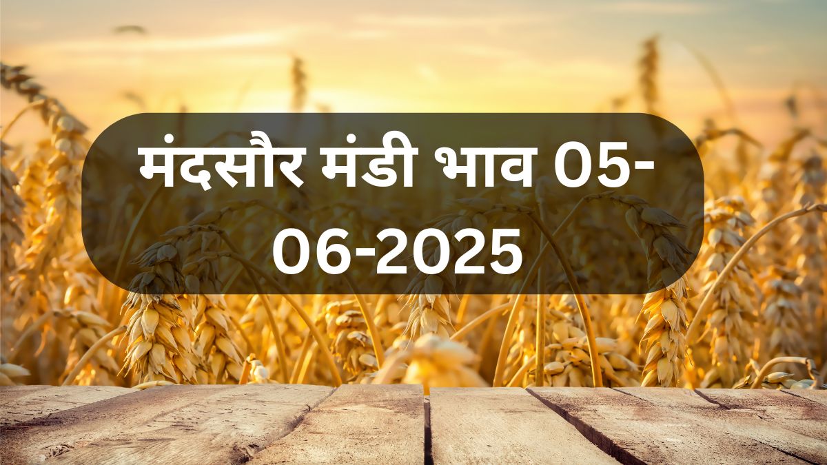 मंदसौर मंडी भाव