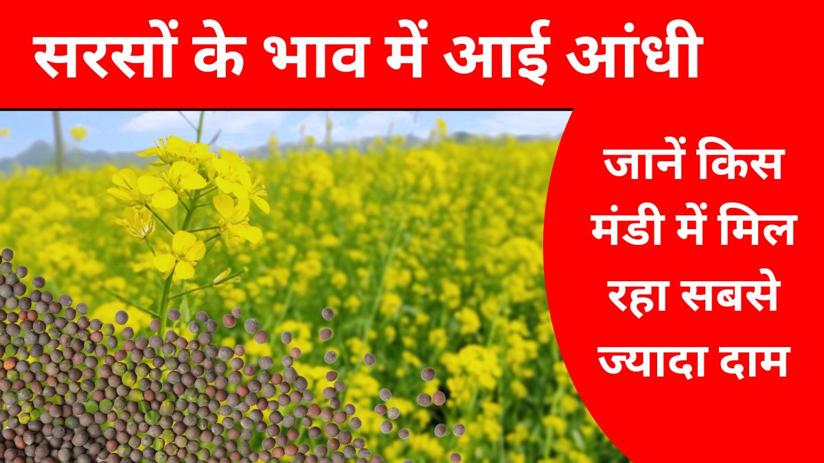 सरसों के भाव में आई आंधी